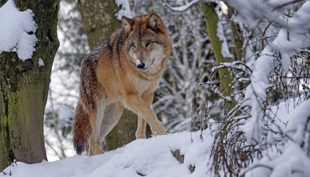 Волки держат в страхе жителей еще одного поселка в Карелии