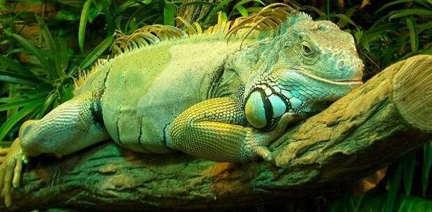 Во Флориде из-за похолодания начался «игуанопад»