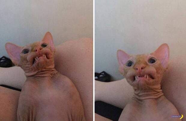 Прикольные картинки - 1899