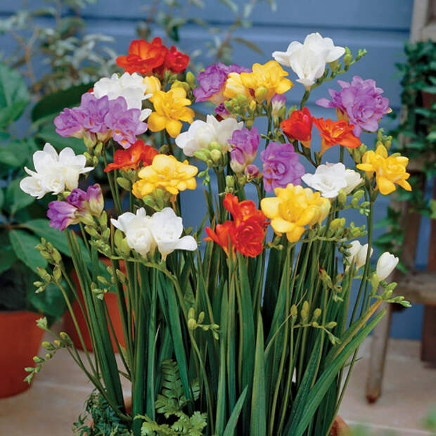 4121583_99293680_Freesia_double (500x500, 107Kb)