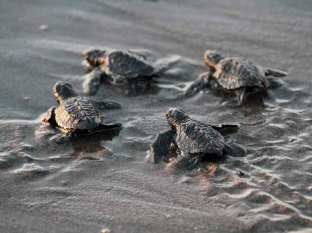 baby-sea-turtles