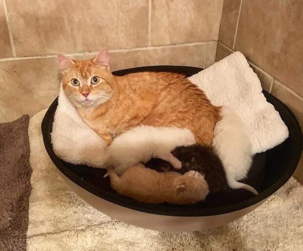 помощь котятам кошка и котята
