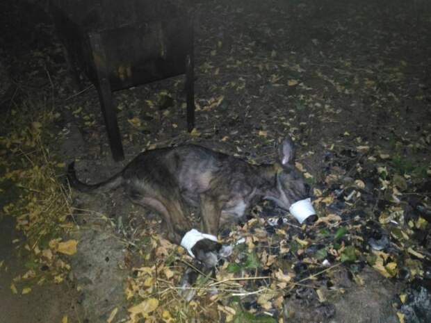 Житель Ростова спас собаку, которую собирались съесть…