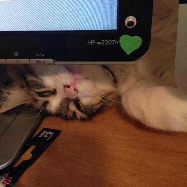 20 кошек, которым действительно нужны выходные коши которым нужны выходные, кошки устали, кошки ждут выходных
