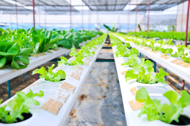agriculture_98012525