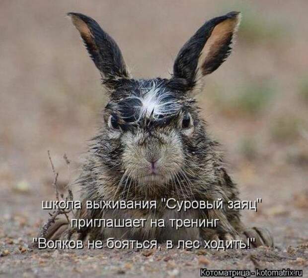 Котоматрицы(картинки с надписями)