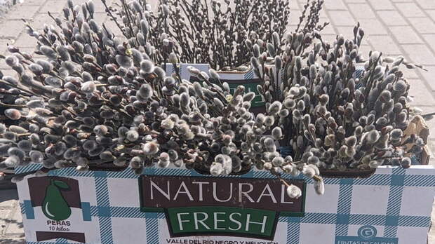 Барнаул расцвел к Вербному воскресенью. Улицы города заполнили пушистые букеты