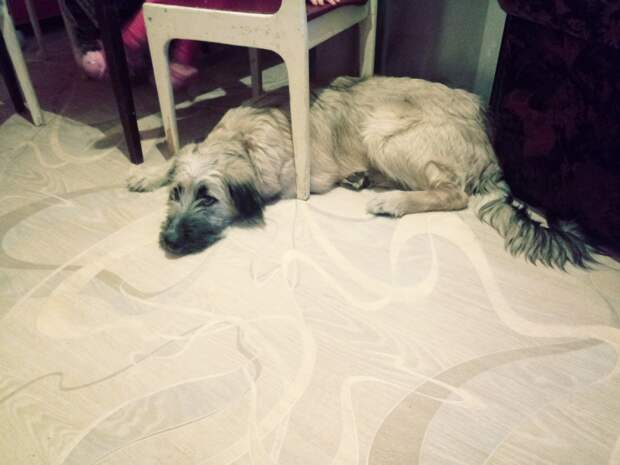 собака под стулом
