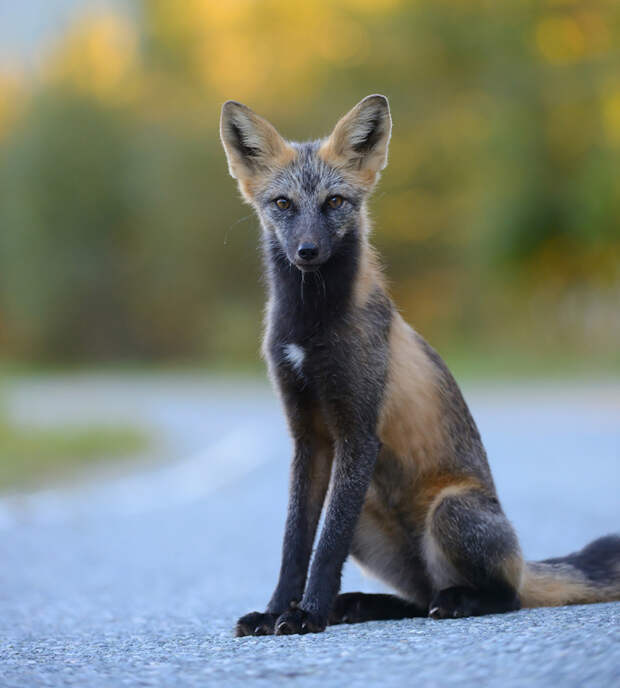 Серебристо-чёрная лисица