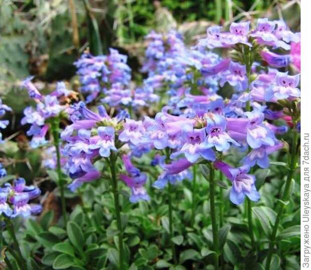 Пенстемон колокольчатый. Фото с сайта leplants.ru