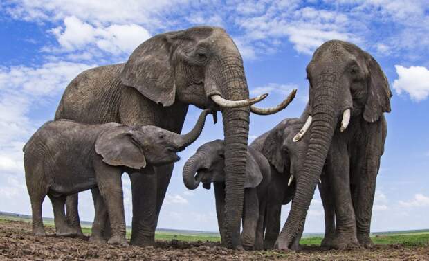 Слоны со слонятами