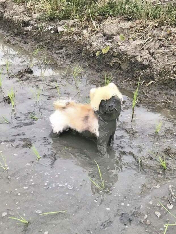 собаки в грязи, собаки обожают грязь, собака извалялась в грязи