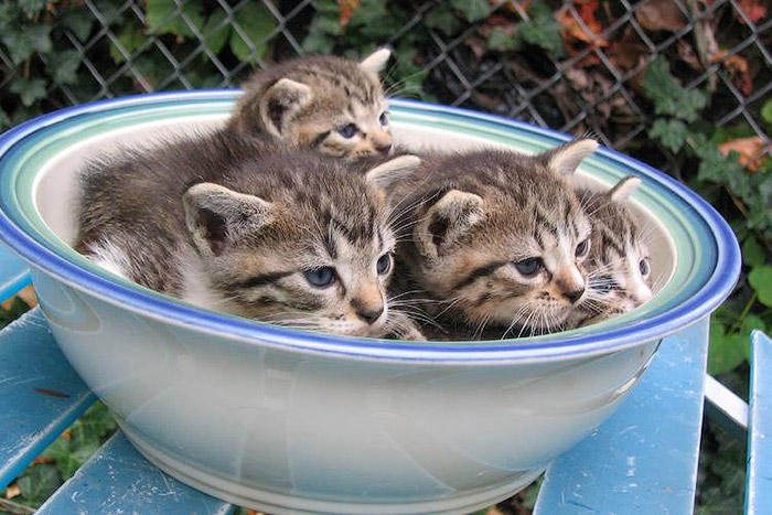 Kitten_Bowl_by_Chance87