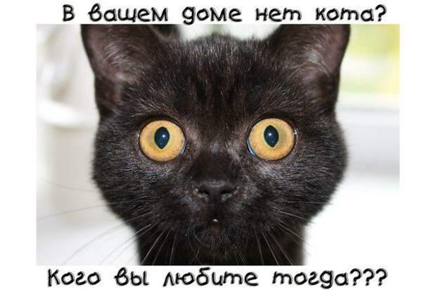 Тайный язык кошек