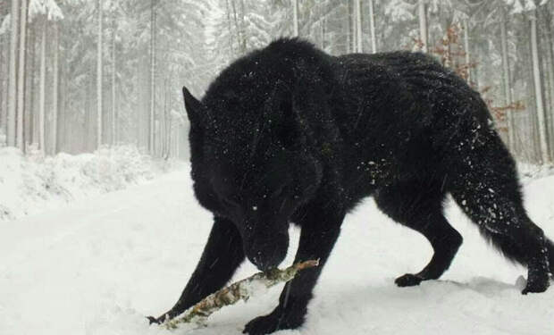 Гигантский волк или оборотень: реальные кадры испуганного охотника