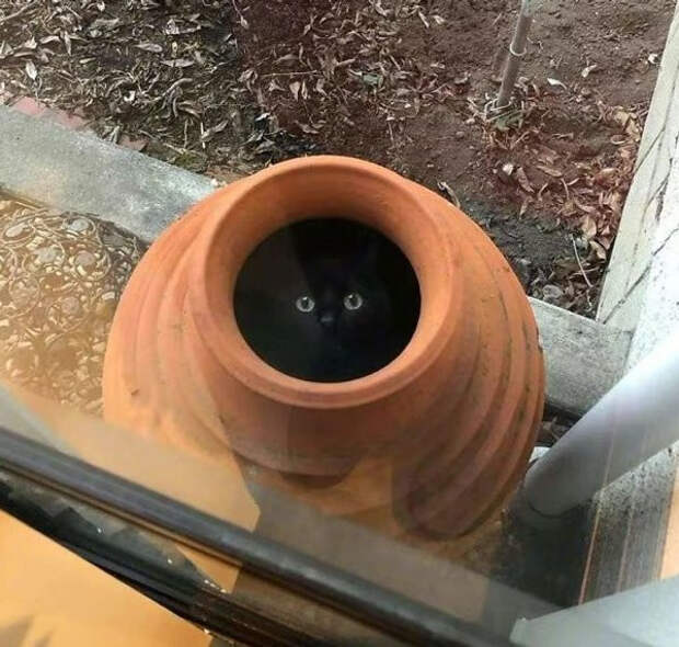 Животные, которые постигли дзен