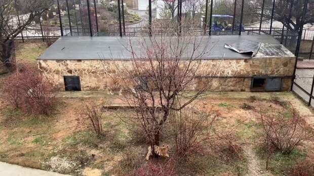 Тигренок застрял в дереве и звал на помощь, но мама отказалась его спасать