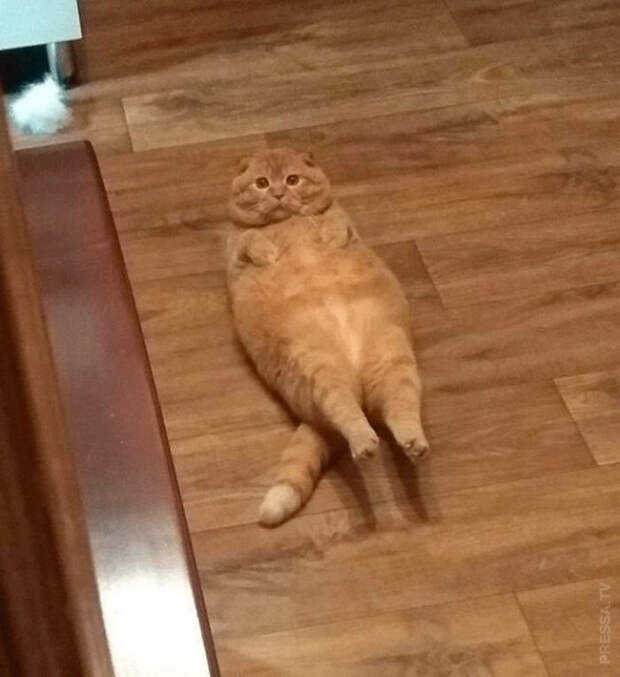 1615496584_pressa_tv_foto_prikoly_pyatnicy-14 (641x700, 279Kb)