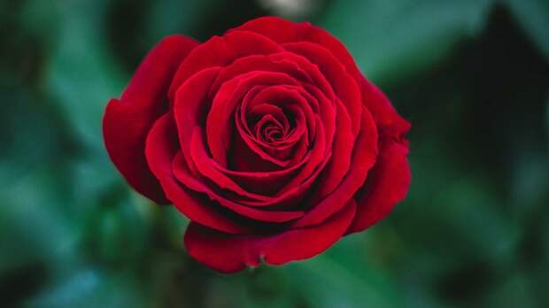 "Все цветы для вас сегодня": Поздравления с 8 Марта в стихах