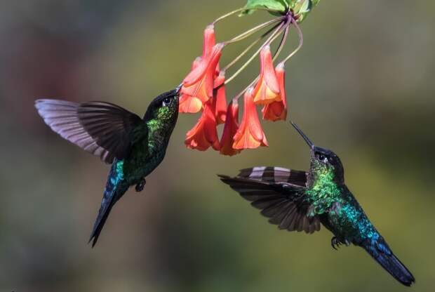 Фото: Jeff Maw / flickr.com Фото: Jeff Maw / flickr.com