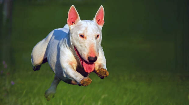 Бультерьер и тайна портрета