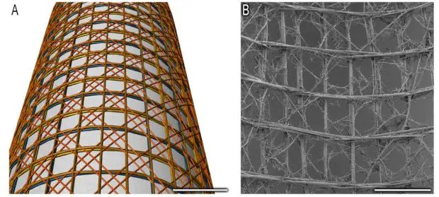 В потоке. Как губка проживает на дне океана