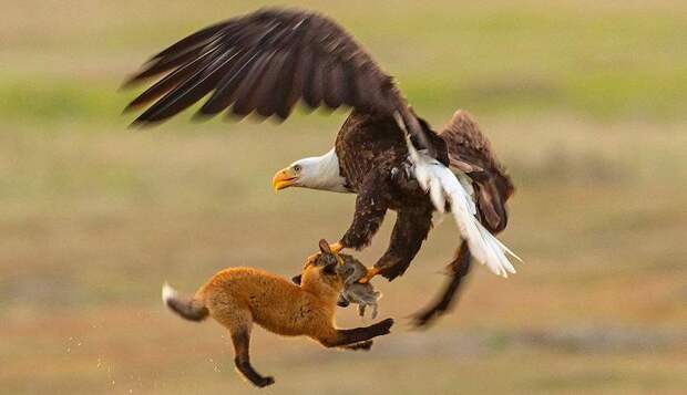 Удивительная схватка орла и лисы из-за кролика попала на видео