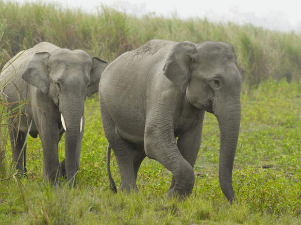 Почему у слона большие уши и зачем им это нужно?