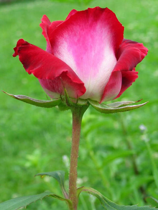 Роза сорта Osiria