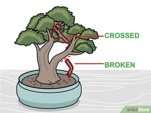 Step 2 Обрежьте скрещивающиеся и сломанные ветки.