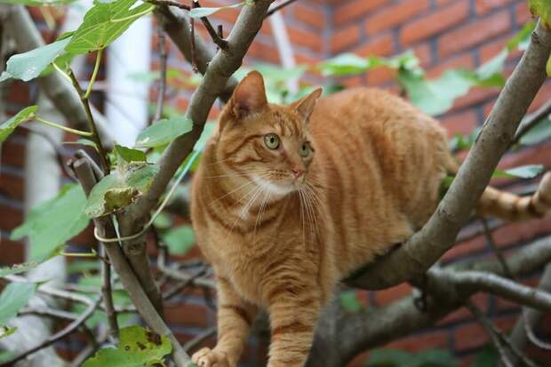Почему кошки не умеют спускаться с деревьев