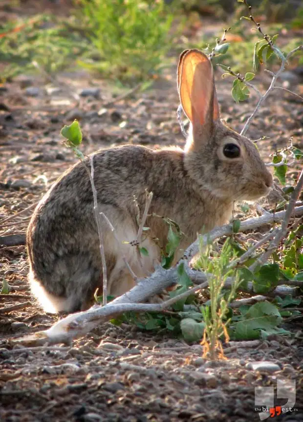 Lepus saxatilis. CC0