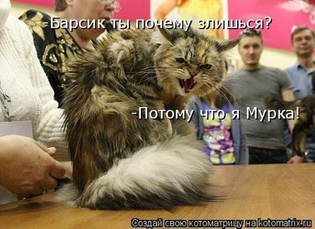 Лучшие котоматрицы недели (50 фото)
