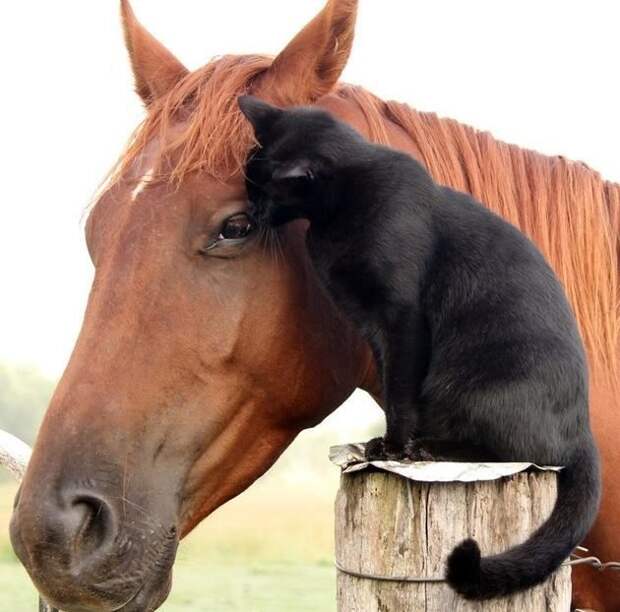 Невероятная история дружбы застенчивого кота и жизнерадостной лошадки животные, кошки, лошади