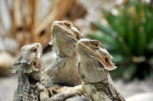 Психологи доказали, что рептилии тоже видят зрительные иллюзии