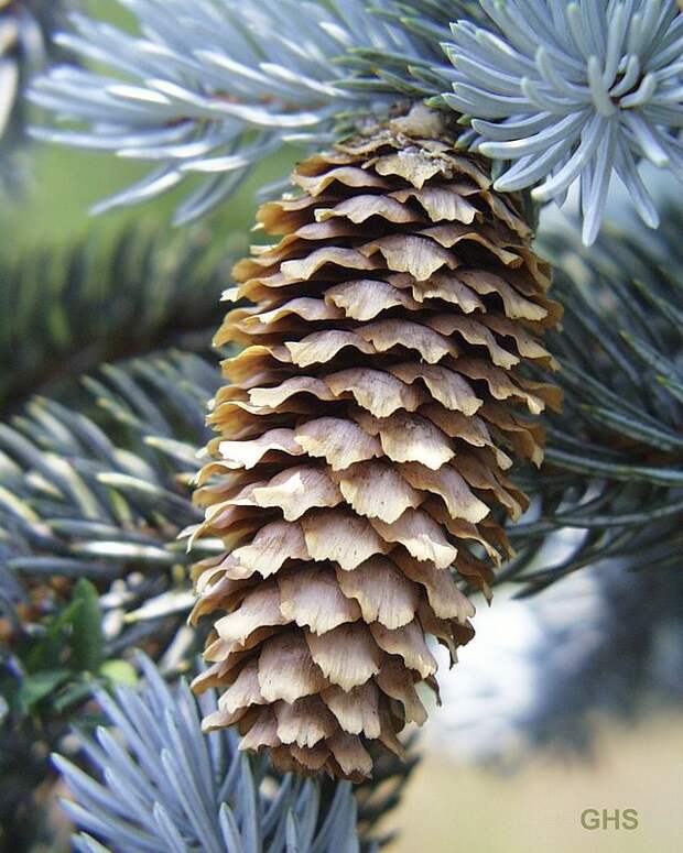 Ель колючая (Picea pungens) | Голубая ель, Растения, Природа