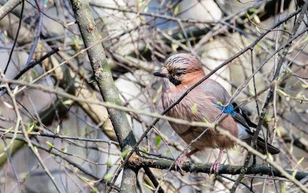 Четверг в Петербурге будет солнечным, но прохладным