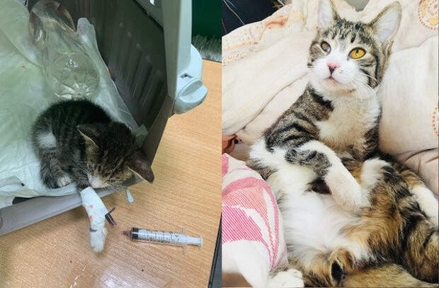 Собаки и котики на снимках до и после того, как они нашли любящий дом