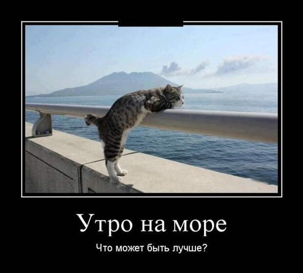 Кошачьи демотиваторы Кошачьи демотиваторы