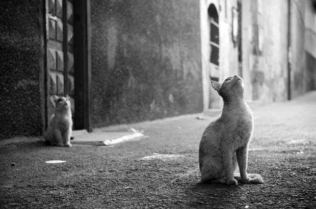 Кот, города котиков