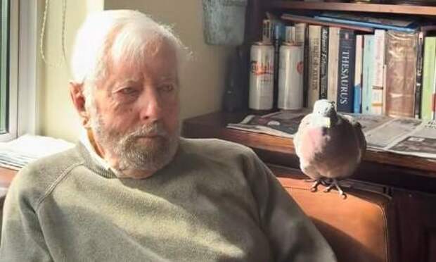Домашний голубь поддерживает мужчину после инсульта: трогательная история дружбы