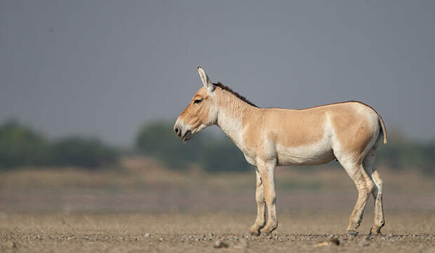 Фото: Как выглядит кулан