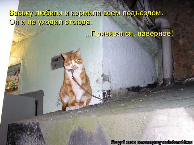 Котоматрица - Ваську любили и кормили всем подъездом. Он и не уходил отсюда. ...При