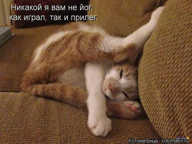 Лучшие котоматрицы недели Лучшие котоматрицы недели
