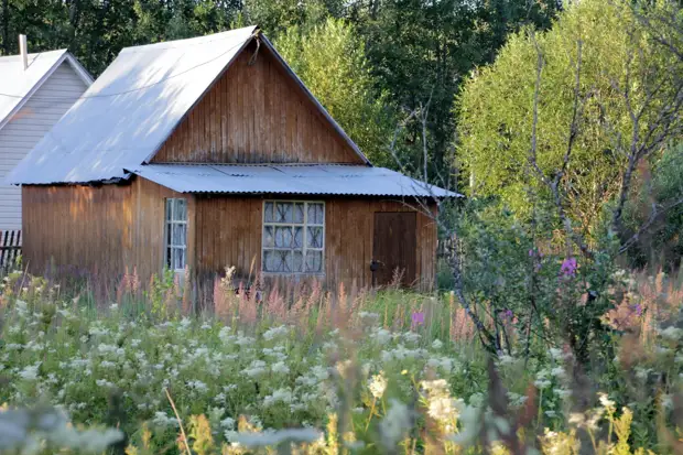 Во Владимирской области на борьбу с борщевиком выделили 12 миллионов рублей