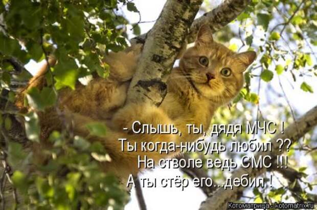Свежая котоматрица на Бугаге (26 фото)