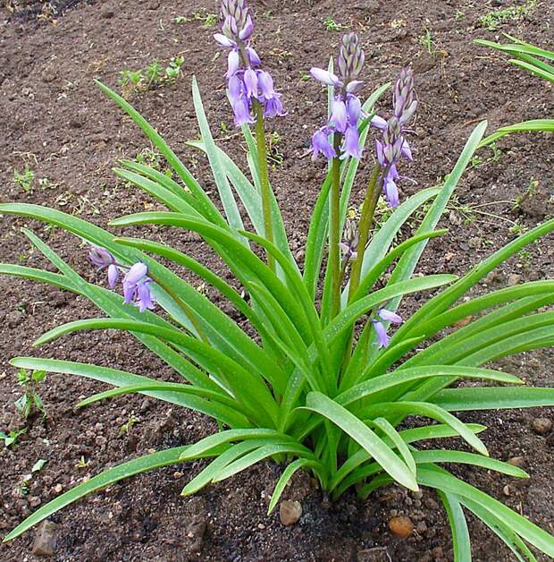 Гиацинтоидес 4