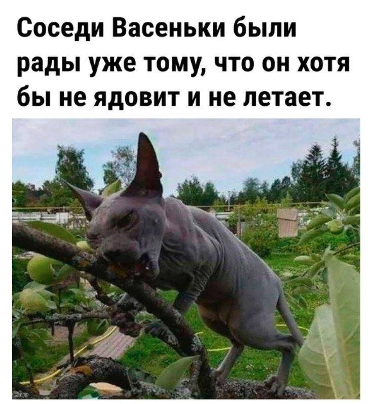 смешные картинки с надписями (25)