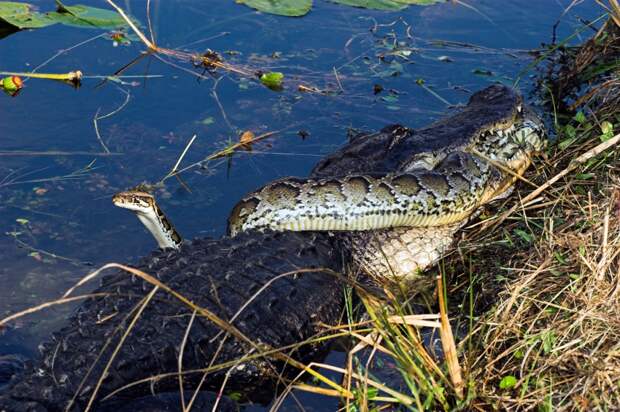 Everglades Snake Hunter Finds Biggest Python Nest Yet With A Massive Snake Guarding Over 45 Eggs