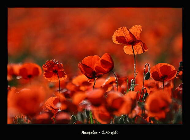 Amapolas / Poppies